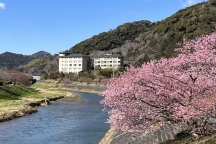  第26回 みなみの桜と菜の花まつり開催