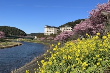 《満開となりました～みなみの桜と菜の花まつり～》2/27時点の開花情報を更新しました