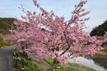 《みなみの桜と菜の花まつり》河津桜見ごろとなっております ー2/13時点の開花情報更新ー